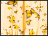 YELLOW_BUTTERFLY_FANTASY