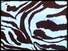 FSIA_ZEBRAAZZURRA